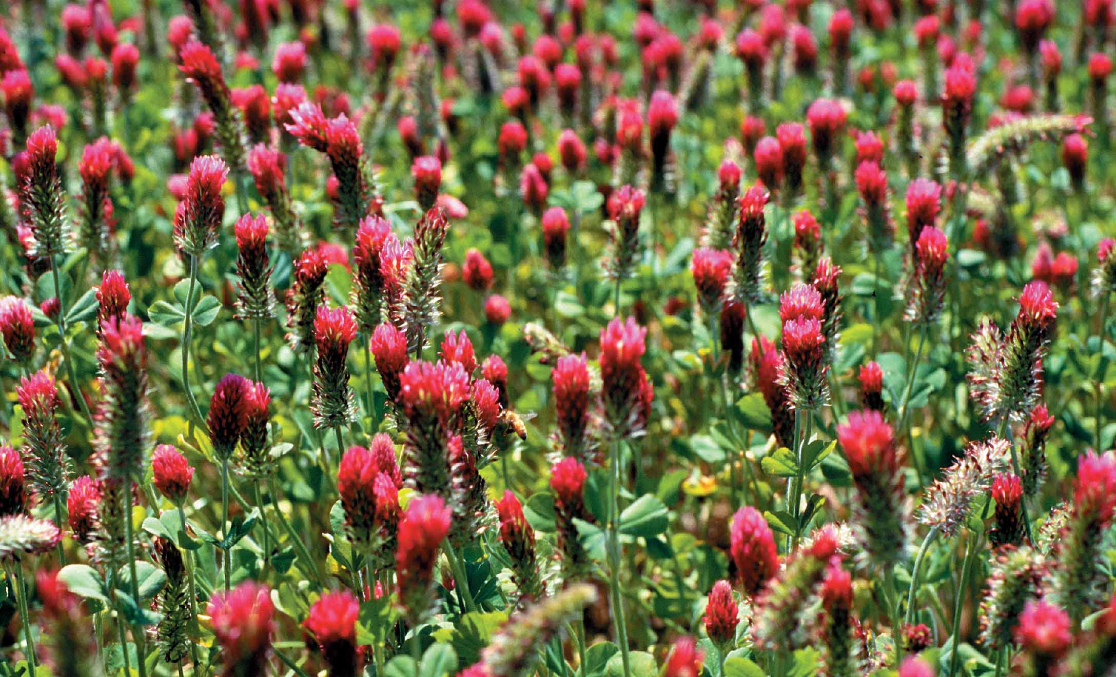 COVER CROP COMEBACK: Push for sustainable agriculture revives centuries-old practice